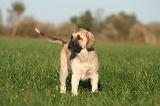 KANGAL 152